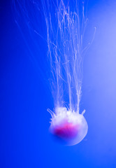Lions mane jellyfish closeup, under water