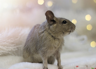A degu rodent on a festive background. Symbol of Chinese happy new 2020