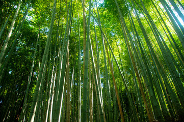 Green Japanese bamboo forest