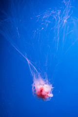 Lions mane jellyfish, under water