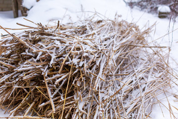 Winter, field with dry grass covered with white snow