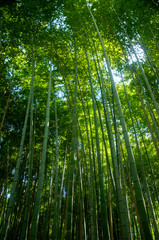 Green Japanese bamboo forest