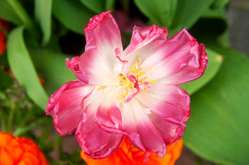 A pink tulip