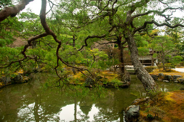 Japanese trees/garden