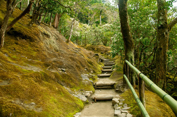 Japanese trees/garden