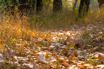 Autumn wild forest. Well-trodden path, fallen yellow leaves and yellowed grass