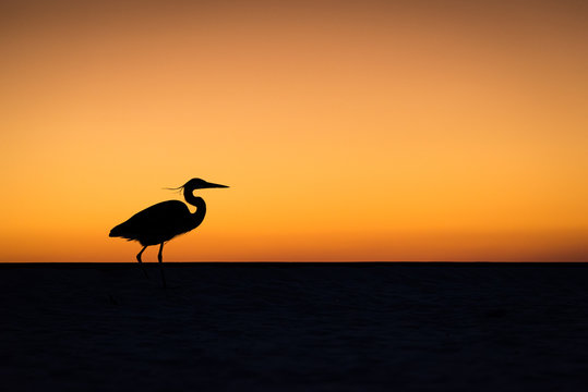 Silhouette of a heron in front of a warm, golden sunset on the beach