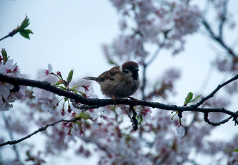 A bird with cherry blossoms
