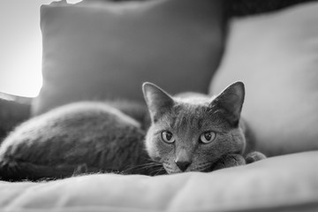 Black and white of a Russian Blue cat looking at you while laying down