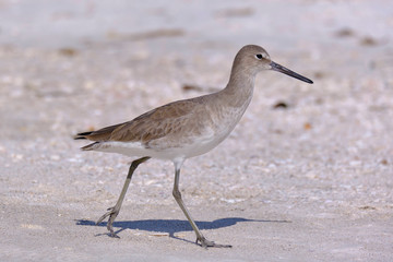 Strandläufer (Vogel) an der Golfküste in Florida