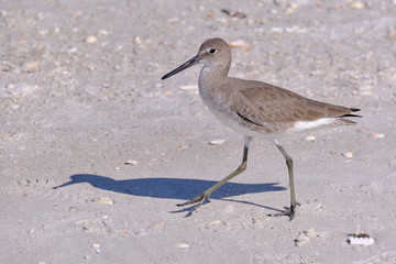 Strandläufer in Florida