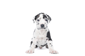 A puppy of the Great Dane Dog or German Dog, the largest dog breed in the world, Harlequin fur, white with black spots, sitting isolated in white