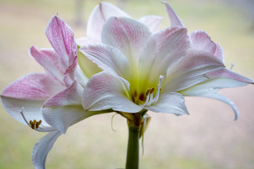 Beautiful Apple Blossom Amaryllis Flower. Houseplant, holiday flower with pink and white petals..