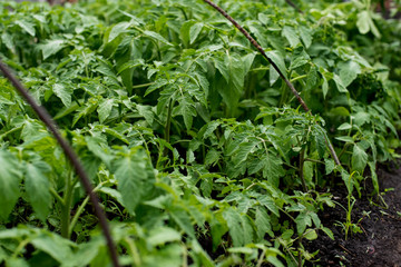 Organic seedlings of tomatOrganic seedlings of tomatoes. farmers growing vegetables.oes. farmers growing vegetables.