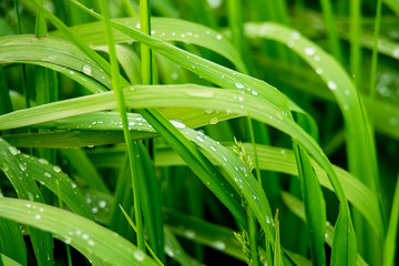 Fototapeta Zielona trawa z rosą  obraz