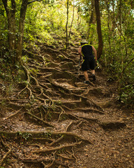 Man hiking over roots and trees in the jungles of Panama
