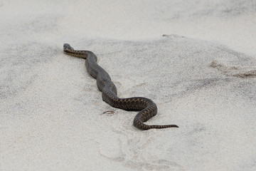 A poisonous viper on the sand
