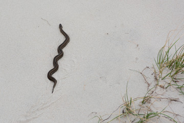 Fototapeta na wymiar A poisonous viper on the sand
