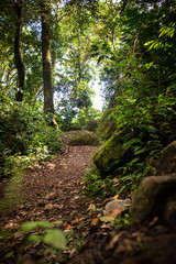 Fototapeta na wymiar A warm quiet jungle trail in the deep forests of Panama