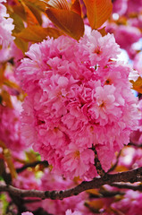 A branch of blooming sakura with delicate pink flowers and green leaves on a spring day