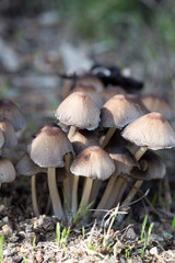 Cluster of small mushrooms growing after a rain