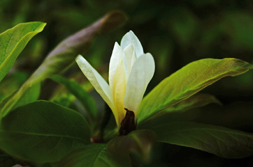 Magnolia branch with beautiful flowers with white petals and green leaves on a sunny spring day