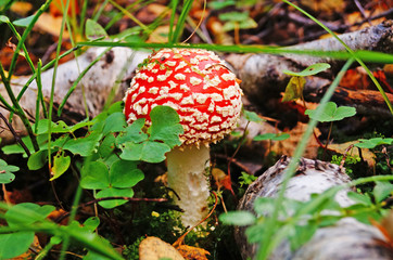 Amanita muscaria mushroom with a red cap in a white dot and a white leg in a forest in yellow...