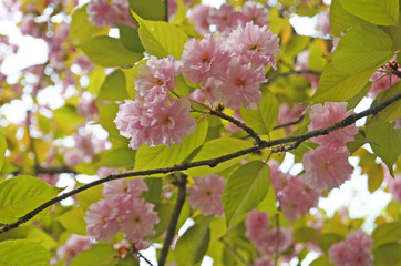 A branch of blooming sakura with delicate pink flowers and green leaves on a spring day