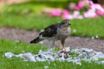 Sparrow Hawk with Prey 