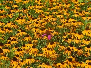 Black Eyed Susan with a stand out Cone Flower