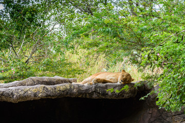 A lioness sleeps on the top rocks of a cave