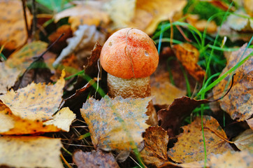 Leccinum mushroom with red cap and white leg in the forest in yellow leaves and green grass on an autumn day