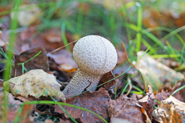 Mushroom with beige and brown hat and white leg in the forest in yellow leaves and green grass on an autumn day