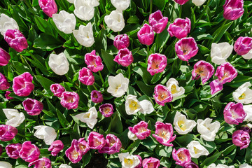 Top view close-up of beautiful blooming pink and white tulips amidst green leaves.