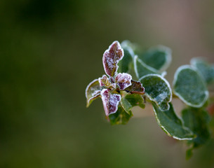 very light frost on shrub and berry leaves