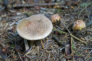 Amanita rubescens mushroom with a brown hat with white dots and a white leg in the forest in yellow leaves and green grass on an autumn day