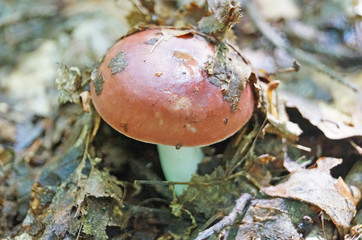 Rússula mushroom with red cap and white leg in the forest in yellow leaves and green grass on an autumn day