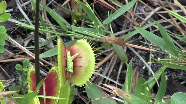 Venus fly trap catching grasshopper