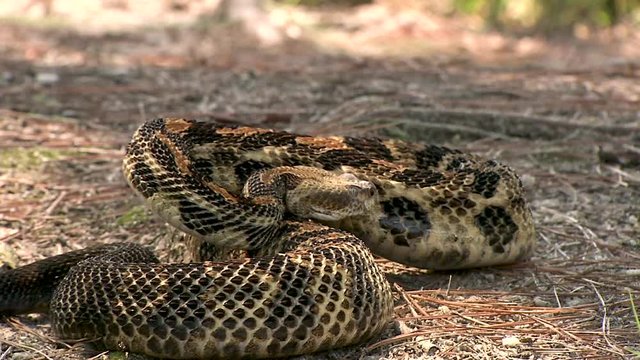 diamondback rattlesnake on the forest floor