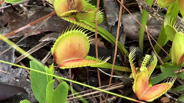 Venus fly traps on the forest floor