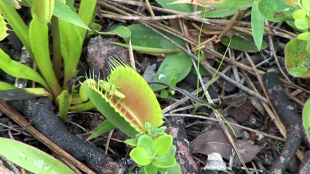 Venus fly trap with grasshopper