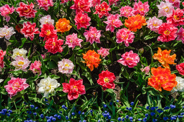 Top view close-up of beautiful blooming multi-colored peony flowering tulips with a row of blue grape hyacinths.