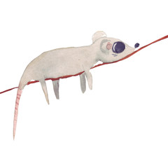 A cute gray mouse (rat) with huge eyes is a symbol of 2020, dries on a rope after swimming. Watercolor hand drawn illustration