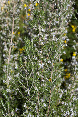 background image of blooming rosemary plant