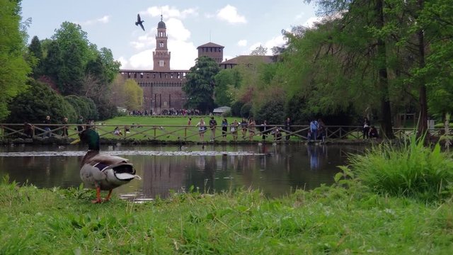 Milan, Italy - April, 2019 - Medium shot of Simplon Park (Parco Sempione) with a duck in the foreground and Sforza Castle (Castello Sforzesco) in the background.