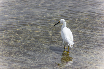 A Great White Egret wades in the water near the shoreline