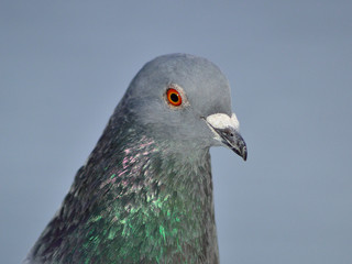 portrait of a pigeon