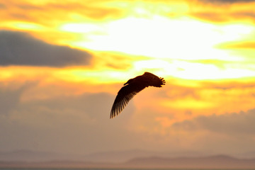 Fototapeta na wymiar Sea gull silhouette against a sunset