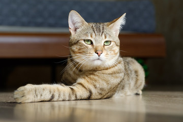 Portrait of a beautiful gray striped cat close up.