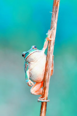 Europaean tree frog Hyla arborea from water onto dry reed-mace leaf in natural background